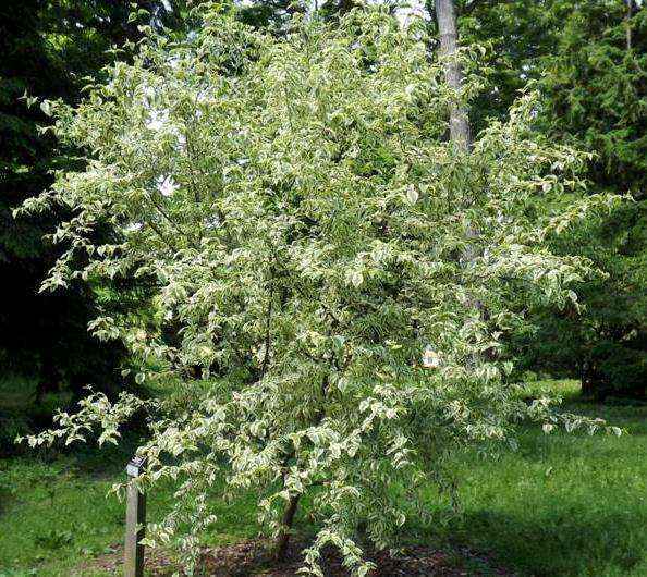 Corniolo Variegato Vivai Veimaro Vivaio specializzato nella