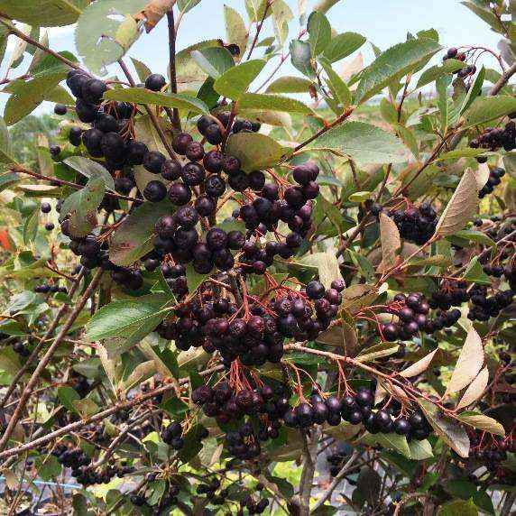 Aronia