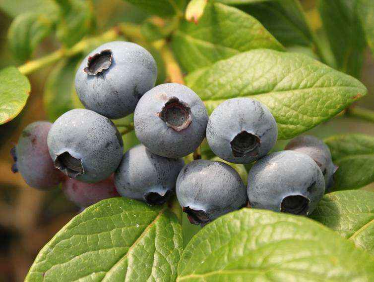 Barcola-Bluecrop-pianta mirtillo solitamente coltivate piantagioni varietà 