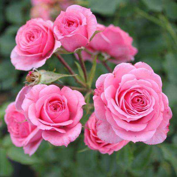 Rose cespuglio paesaggistiche Meilland