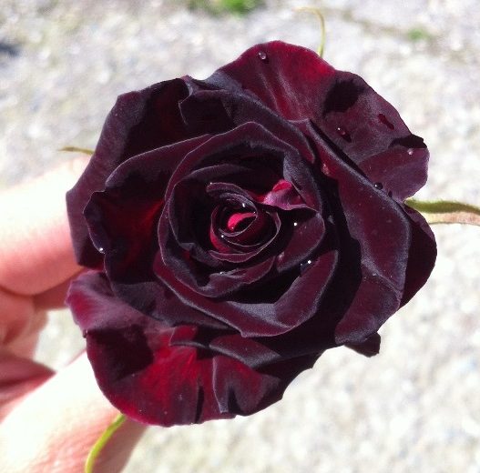 Black Baccara (rosa nera)® Vivai Veimaro Vivaio specializzato nella
