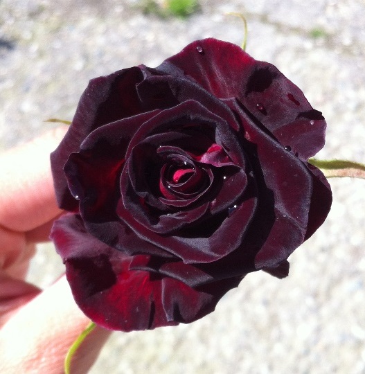 rosa nera ecuador - Fioreproibito