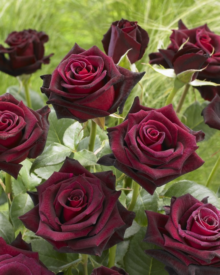 Black Baccara (rosa nera)® - Vivai Veimaro - Vivaio specializzato nella  produzione e vendita di piante di rose e frutti di bosco
