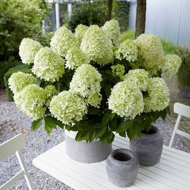 https://www.vivaiveimaro.com/wp-content/uploads/2020/08/LITTLE-SPOOKY-HYDRANGEA.jpg