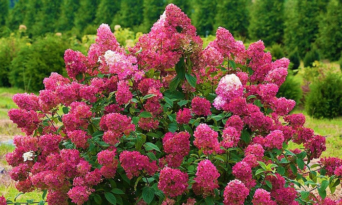 Hydrangea Paniculata 'WIM'S RED' - Vivai Veimaro - Vivaio specializzato nella produzione vendita di piante di rose e frutti di bosco