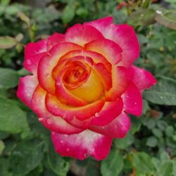 Rose cespuglio a fiore grande